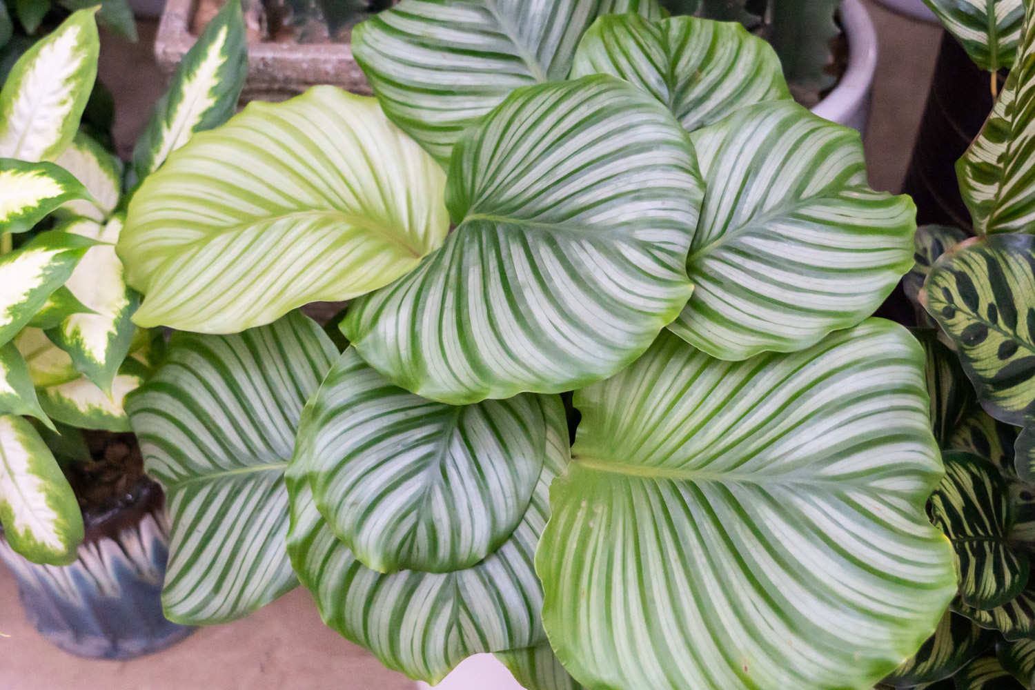 青蘋果竹芋 圓葉竹芋的冬季養護