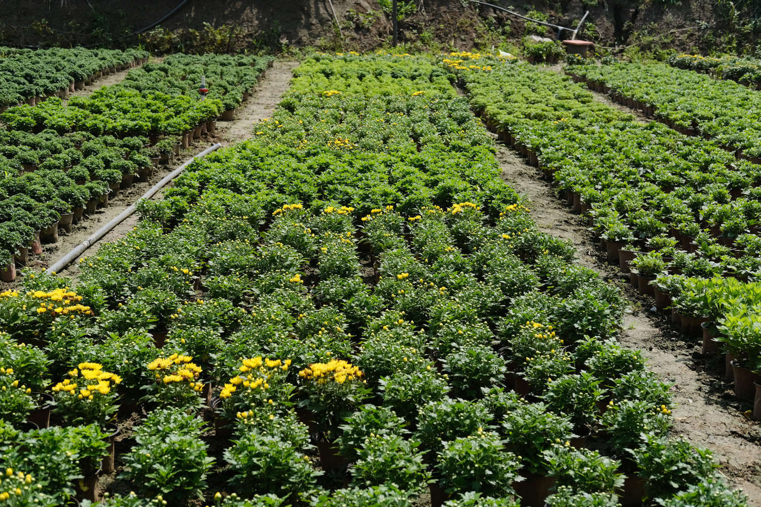 菊花 菊花葉子發黃咋回事