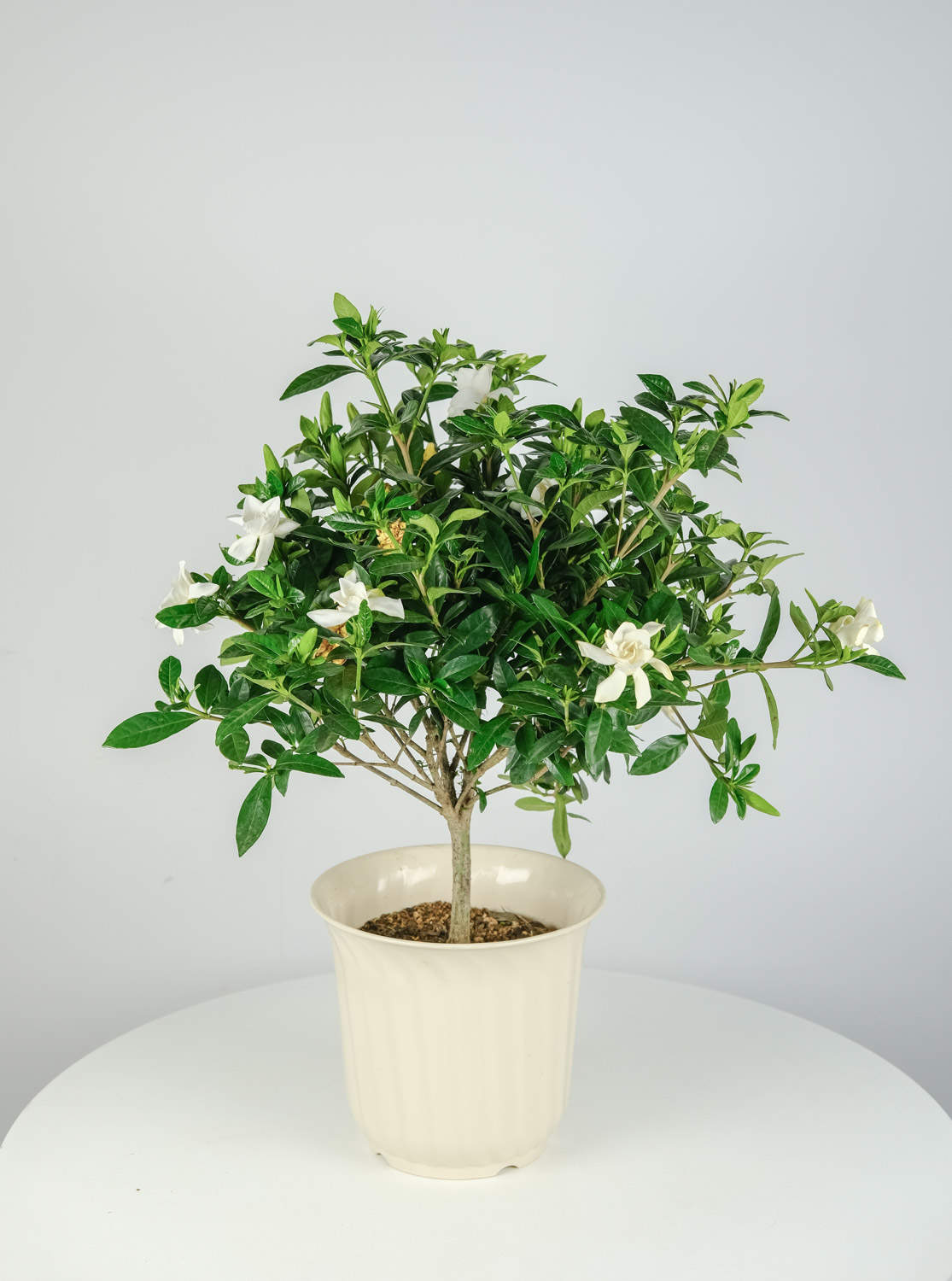 梔子花 枙子花葉子黃了怎麼解決,怎麼處理