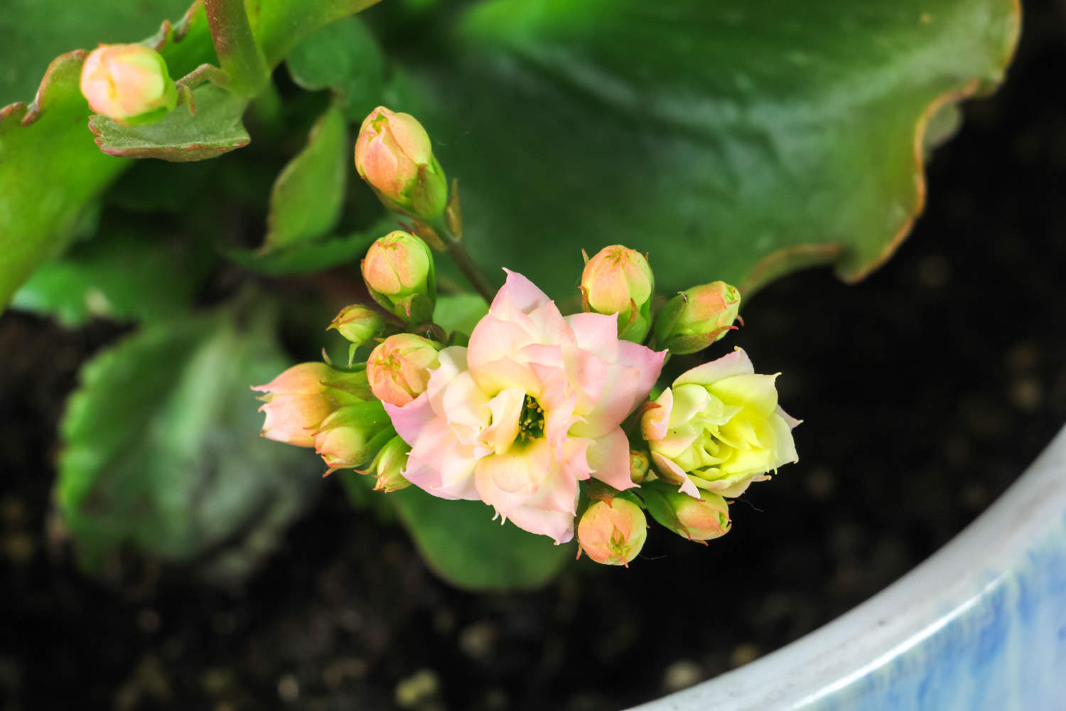 長壽花 長壽花黃葉子邊緣枯萎什麼原因