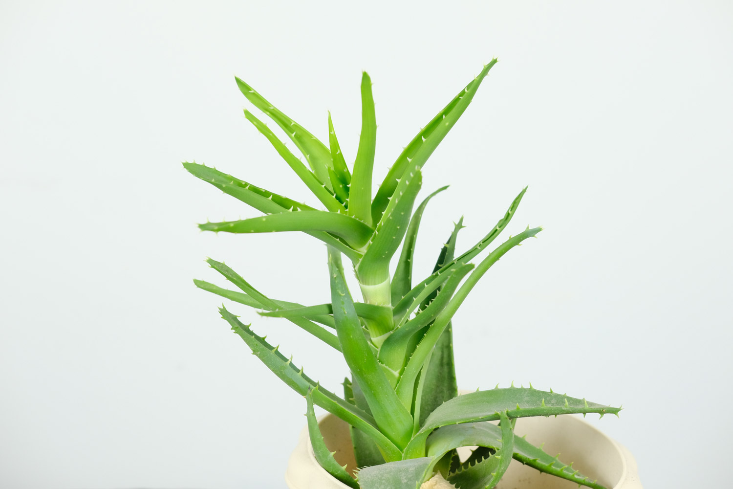 蘆薈黃葉怎麼解決，怎麼處理