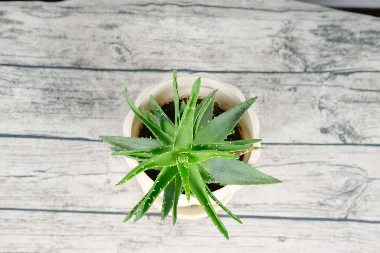 蘆薈 蘆薈變黃了怎麼回事