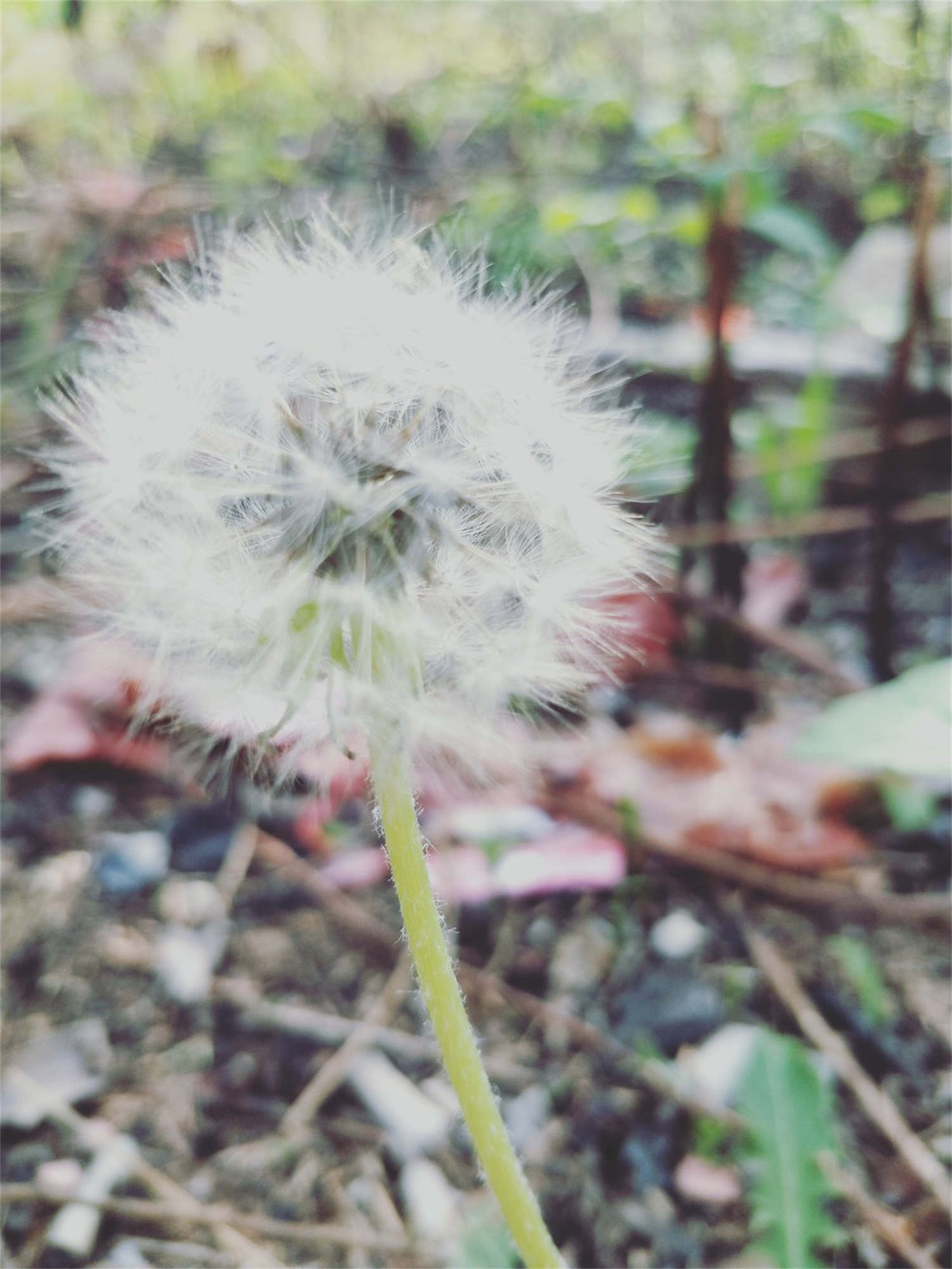 蒲公英 蒲公英的種植方法