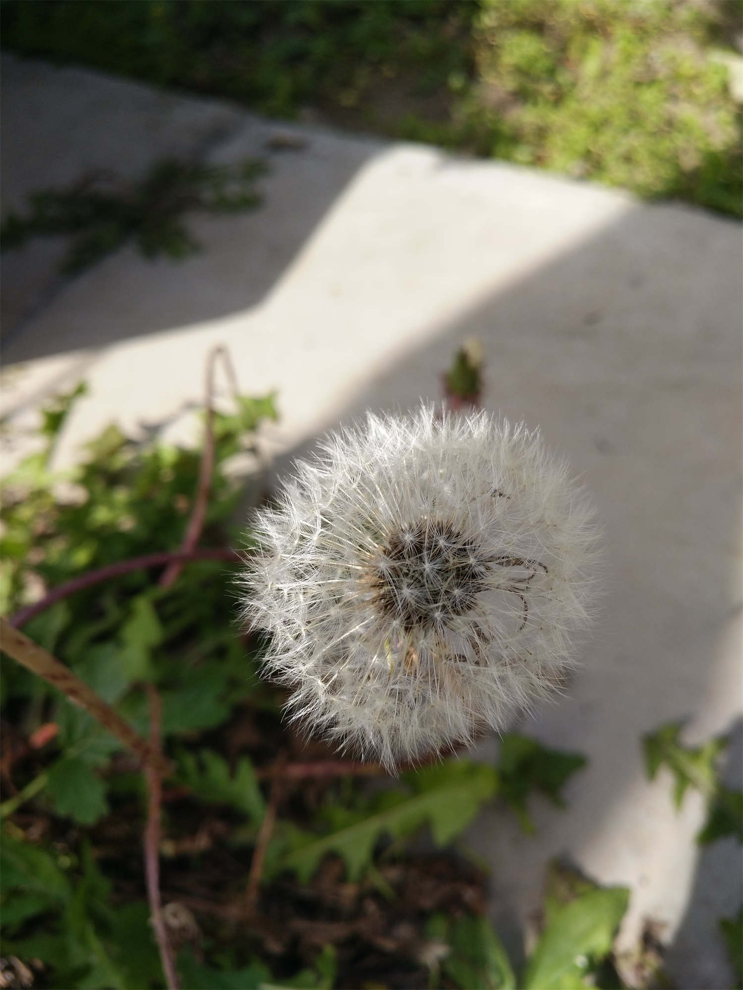 蒲公英 蒲公英的種植方法