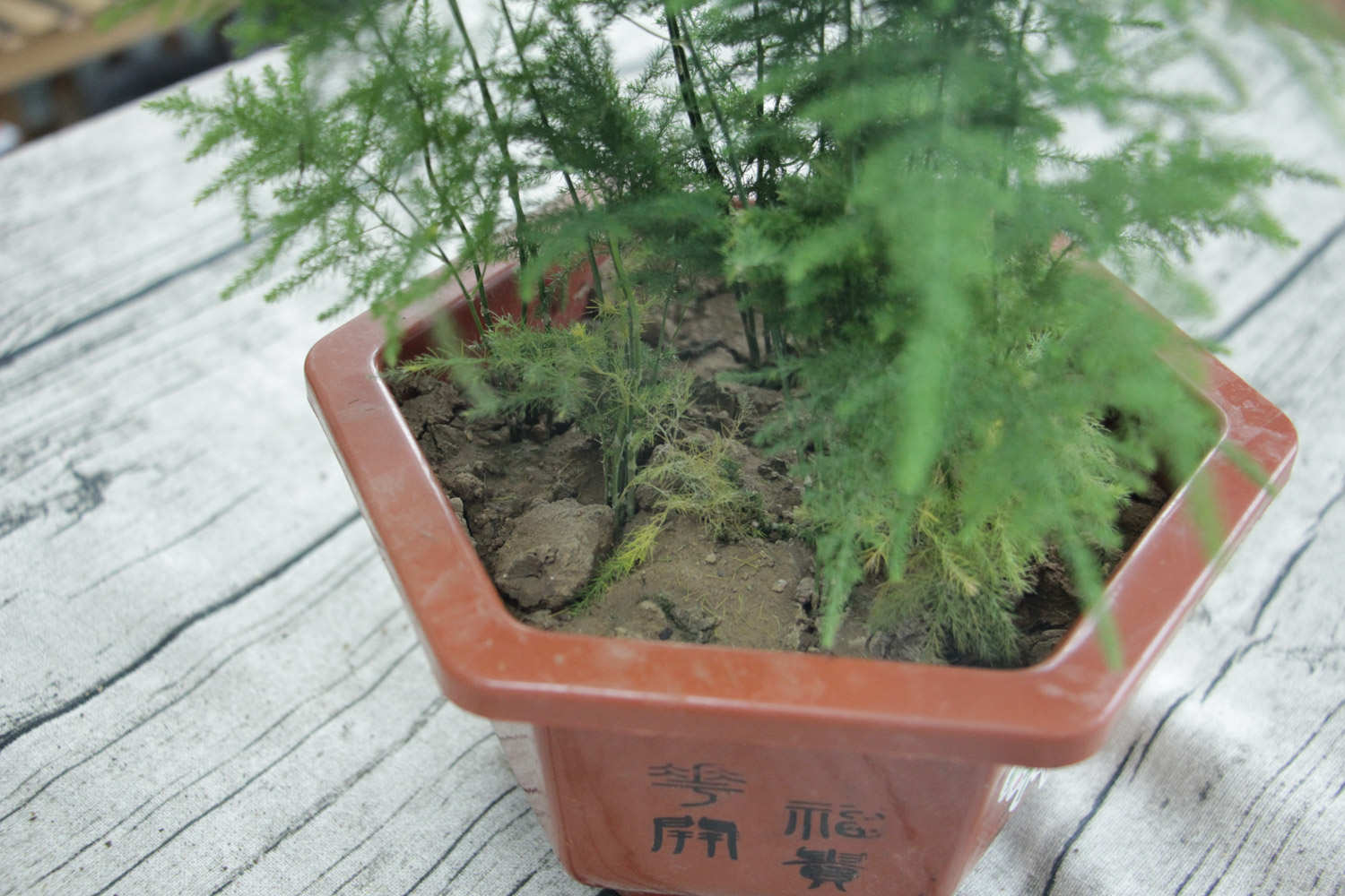 文竹 文竹冬天怎麼養