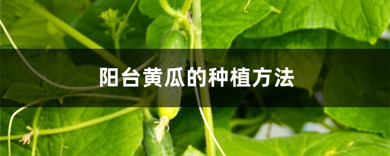 <strong>陽台黃瓜的種植方法</strong>