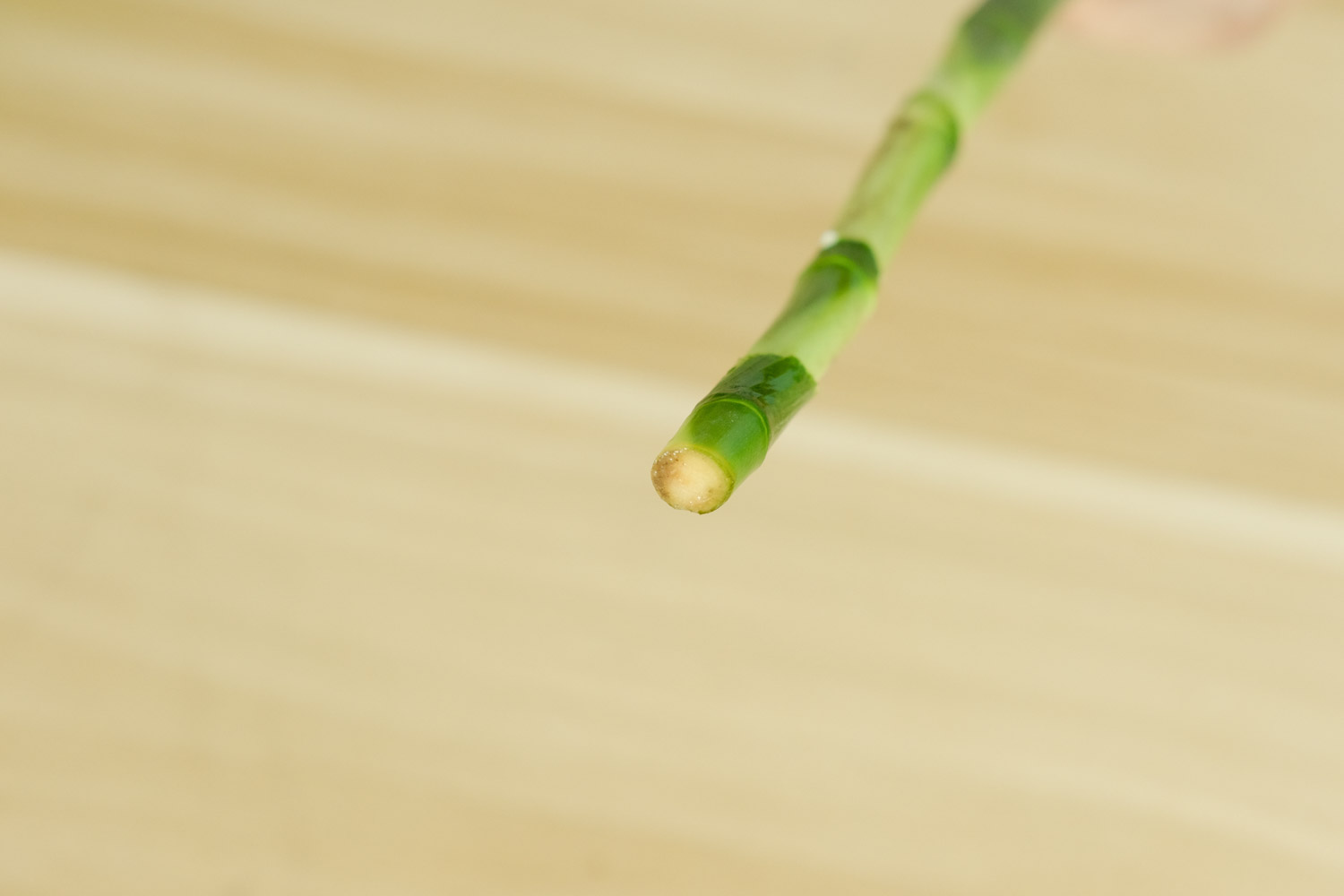 富貴竹 富貴竹冬天葉子發黃怎麼解決