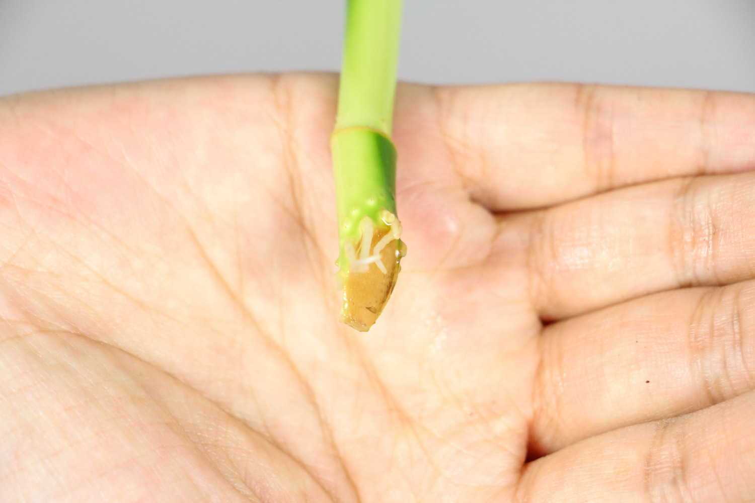 富貴竹 富貴竹冬天葉子發黃怎麼解決