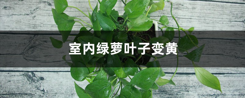 <strong>室內綠蘿葉子變黃怎麼解決，怎麼處理</strong>
