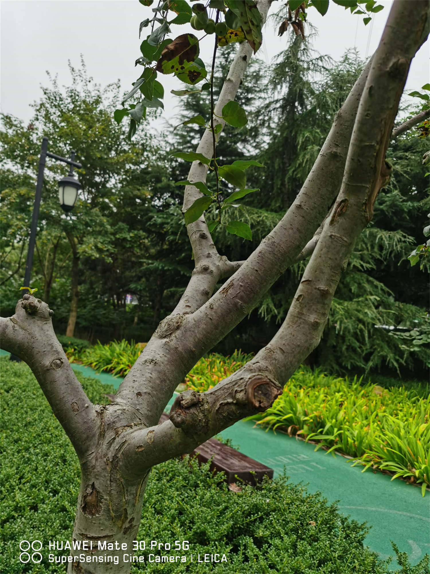 海棠 鐵海棠葉子變黃怎麼解決,怎麼處理