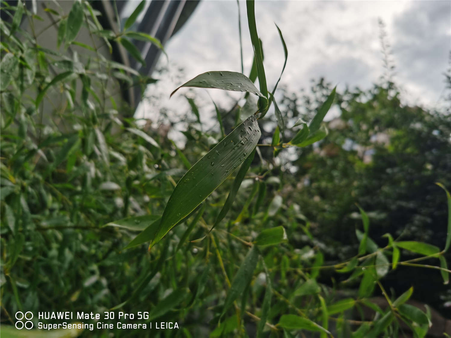 竹子黃葉怎麼處理