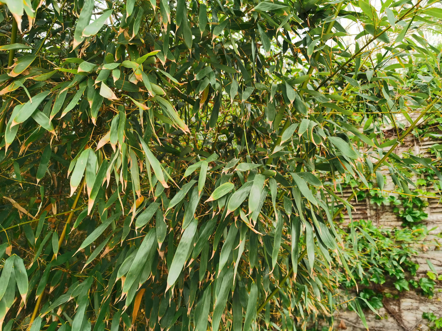 竹子黃葉怎麼處理