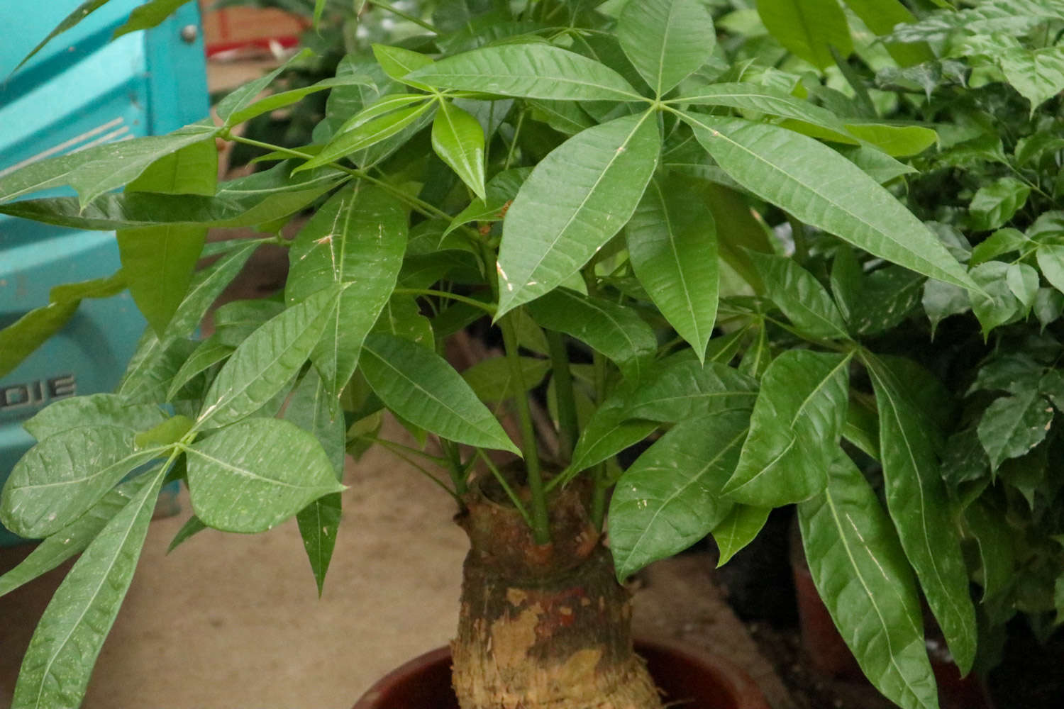 發財樹 發財樹葉子發黃幹枯該怎麼處理