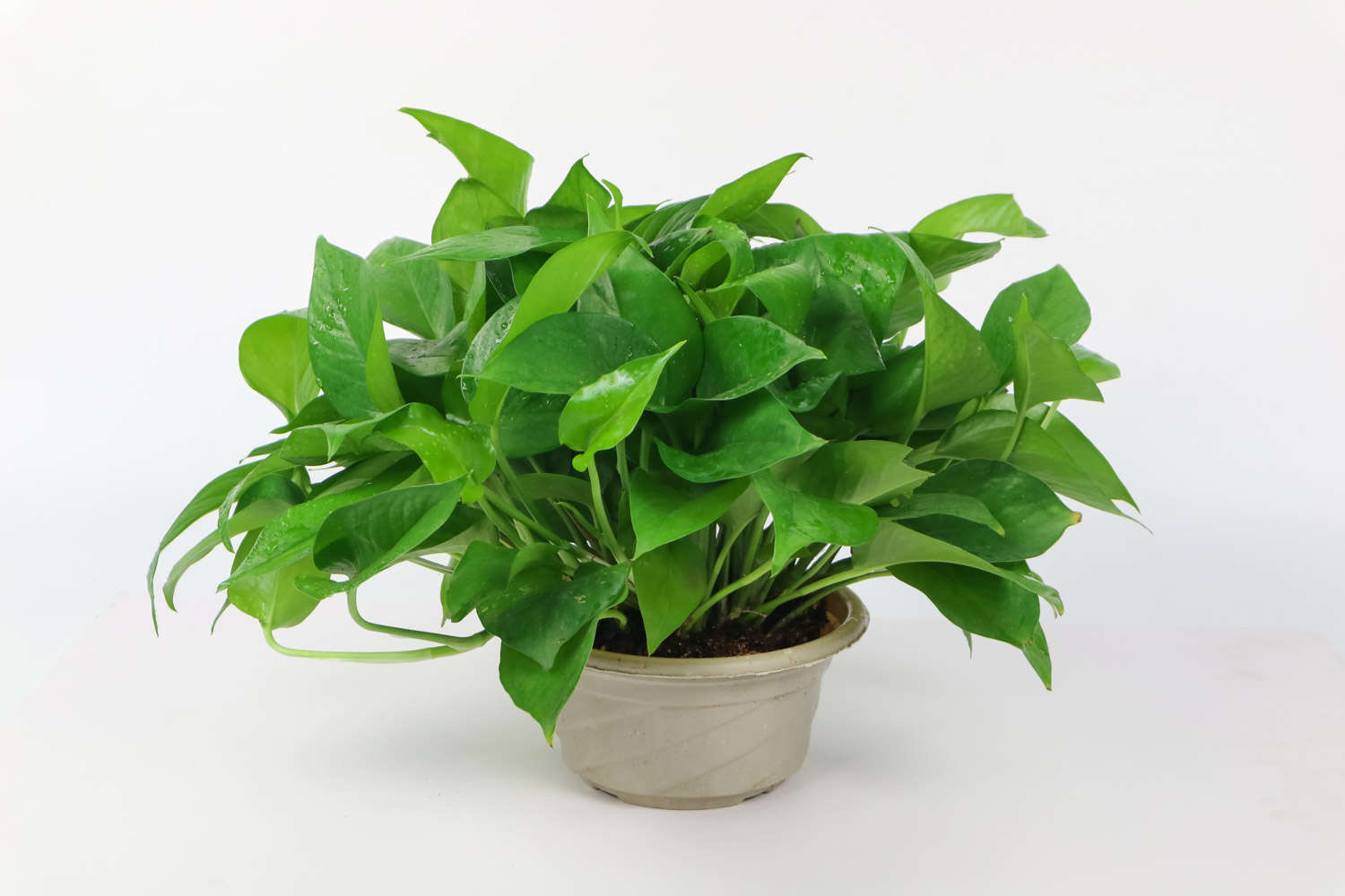 綠蘿花葉子黃怎麼解決，怎麼處理
