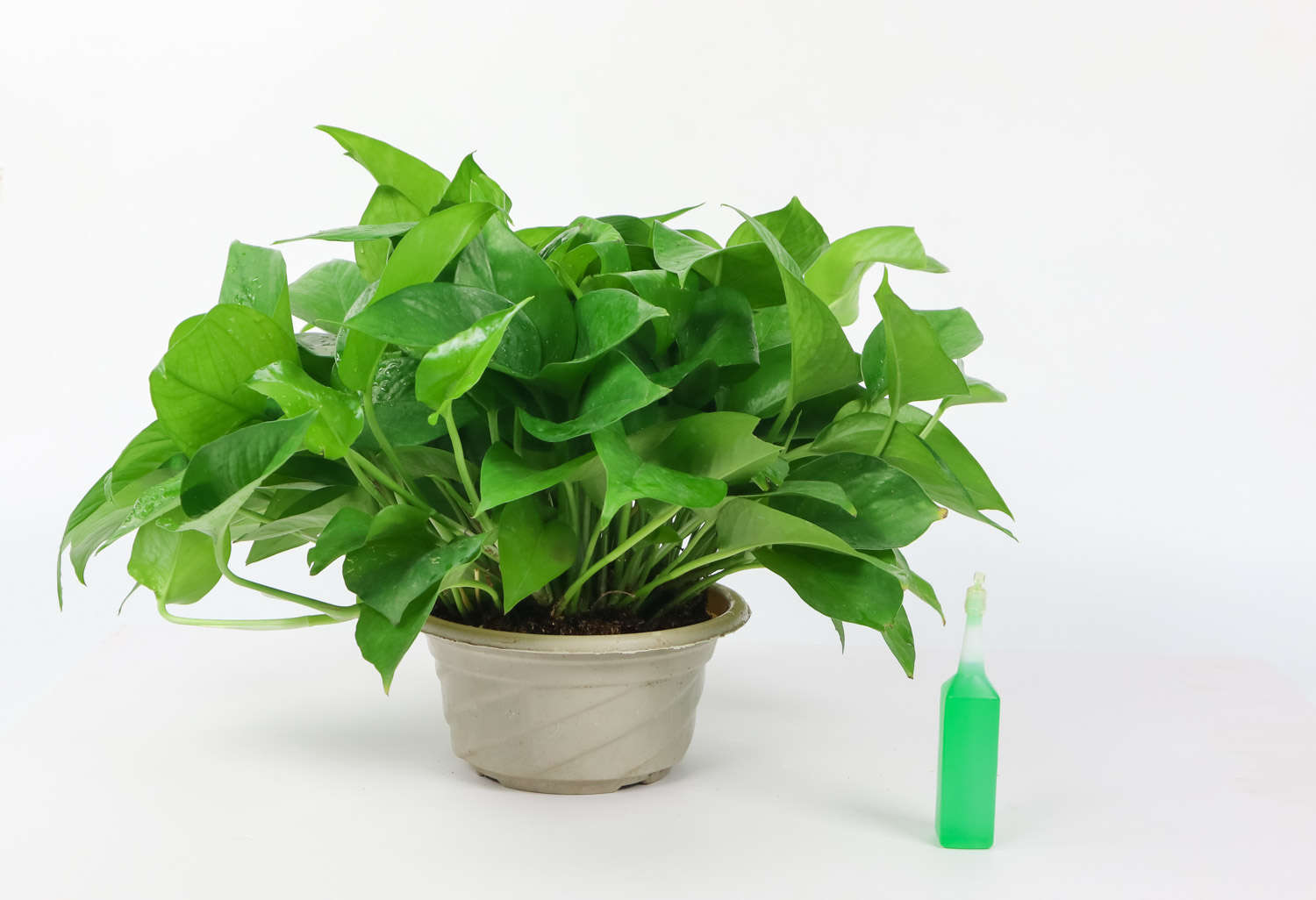 綠蘿花葉子黃怎麼解決，怎麼處理