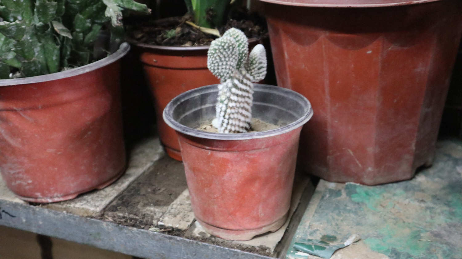 仙人掌變黃的原因是什麼