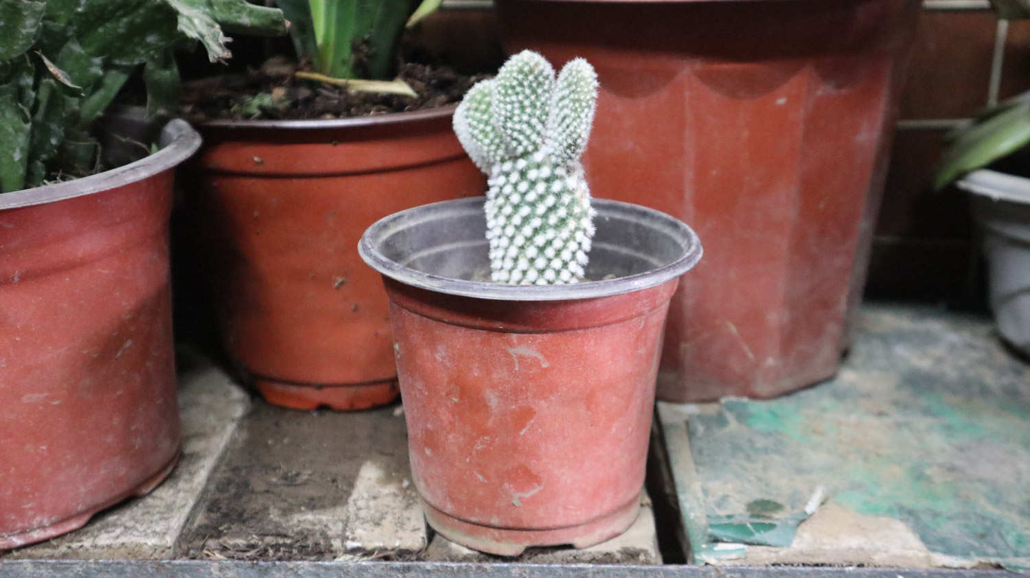 仙人掌變黃的原因是什麼