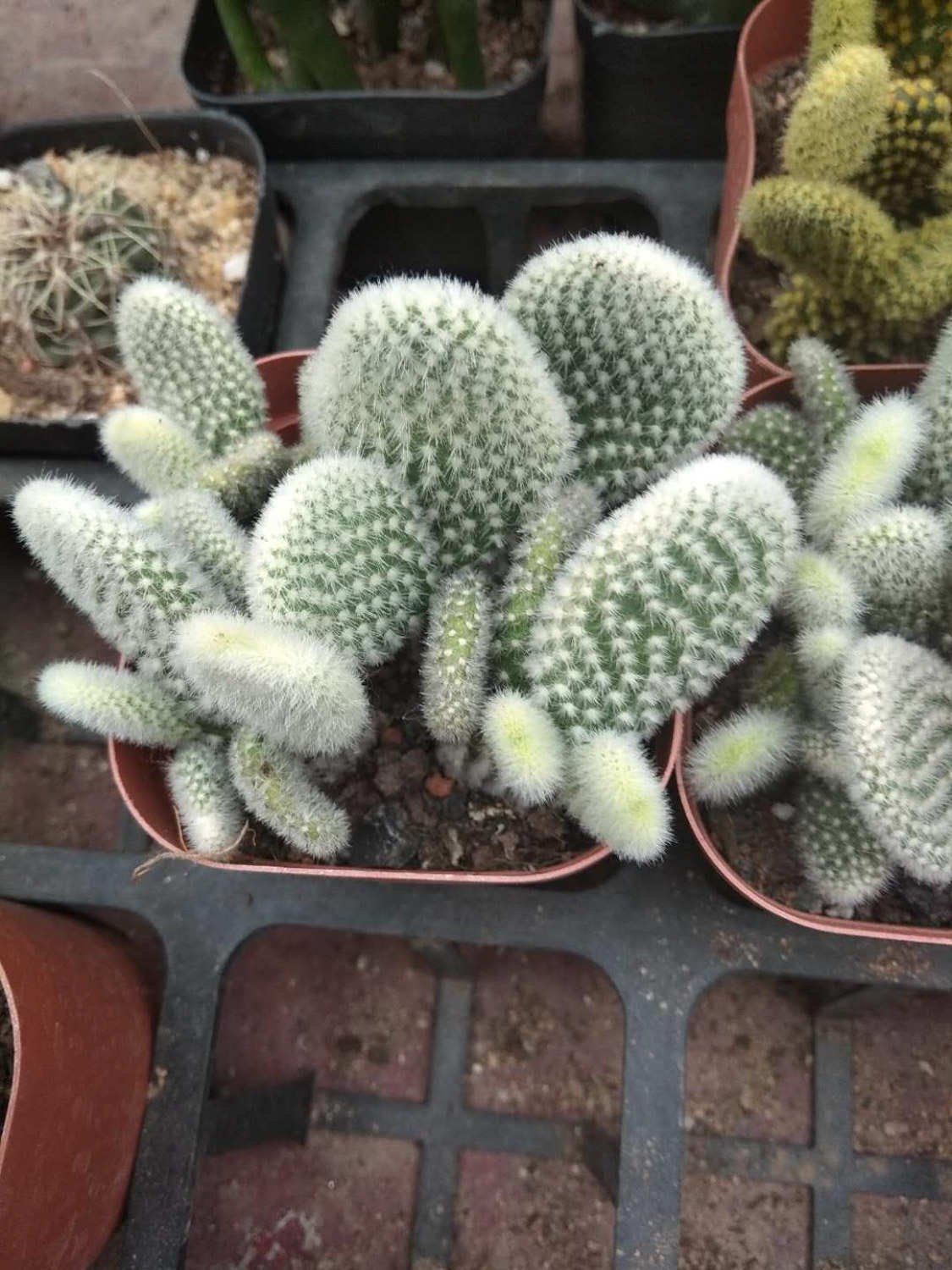 仙人掌變黃的原因是什麼
