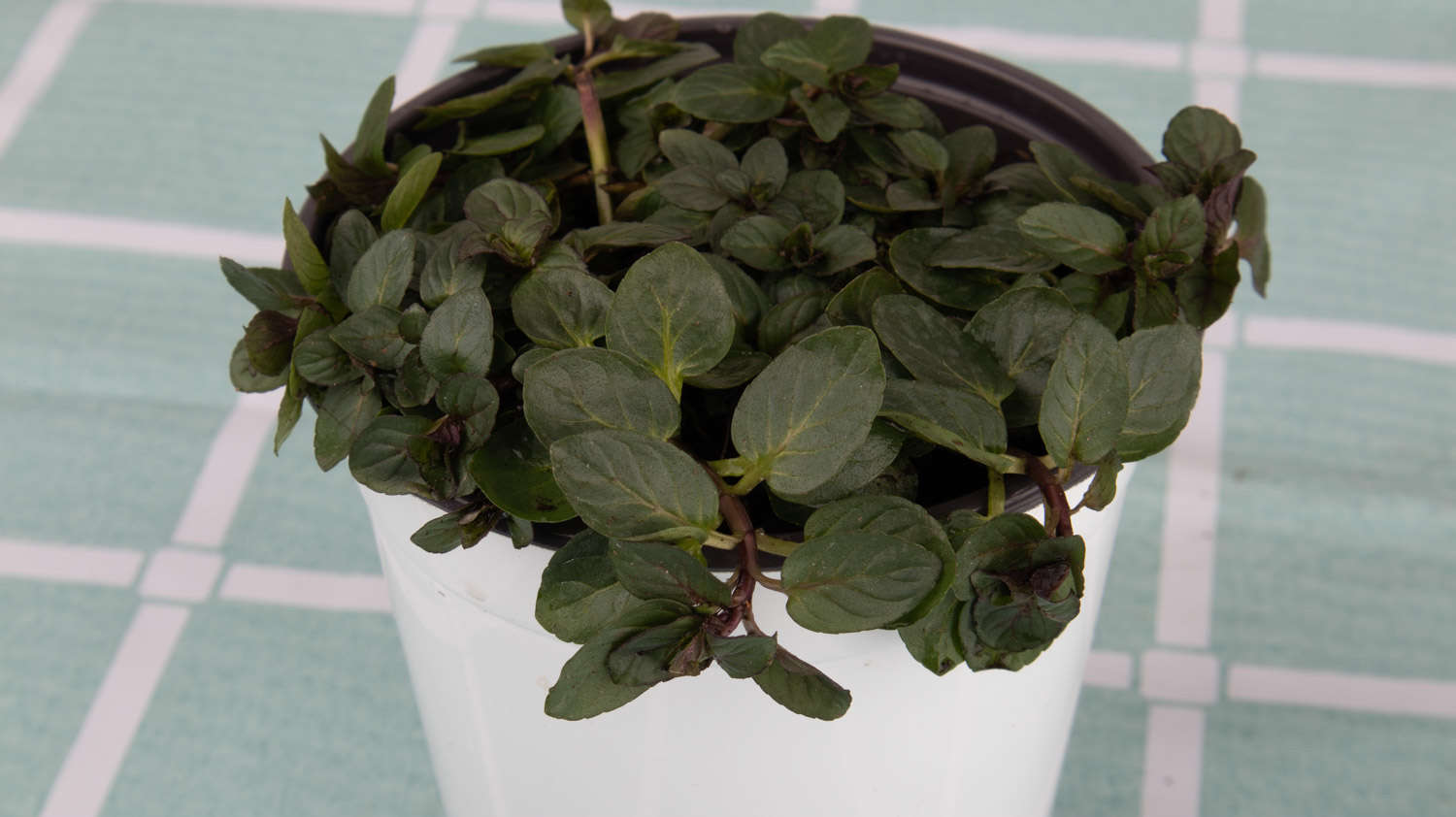 薄荷 薄荷葉子發黃怎麼解決,怎麼處理