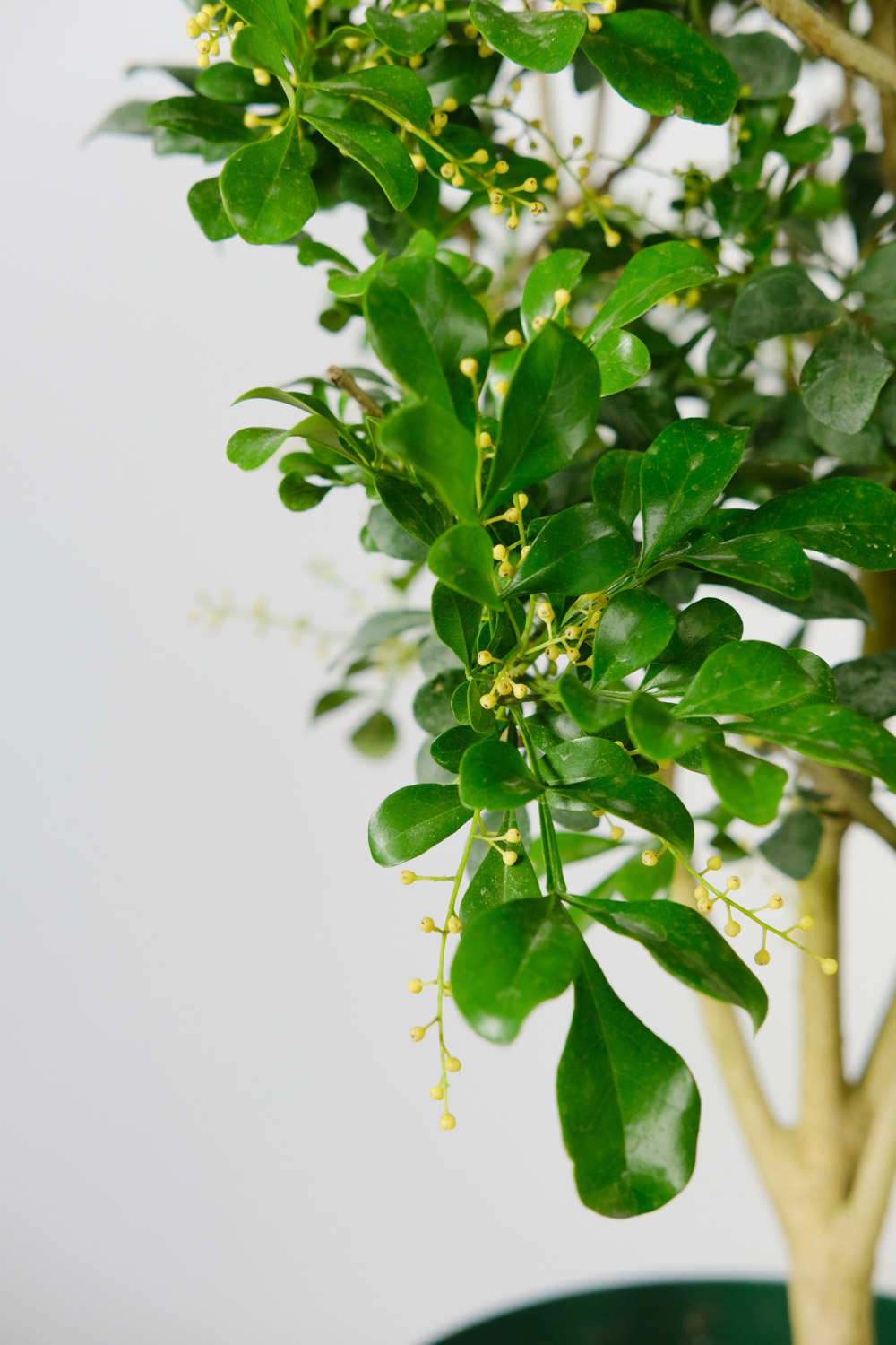 米蘭花葉子發黃怎麼解決，怎麼處理