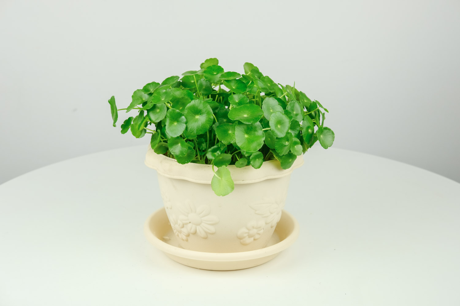 銅錢草葉子發黃怎麼解決，怎麼處理