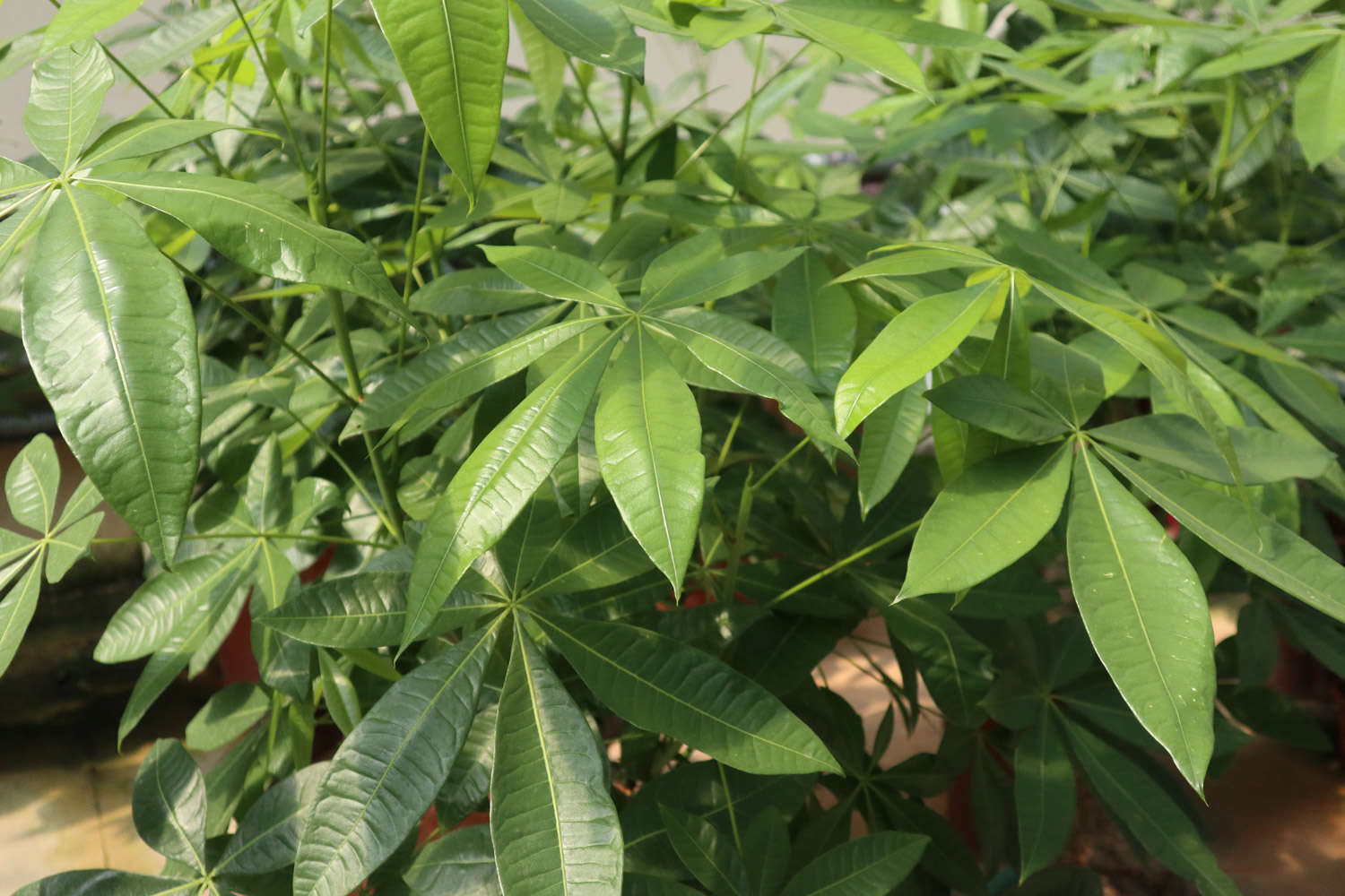 發財樹爛根怎麼解決，怎麼處理