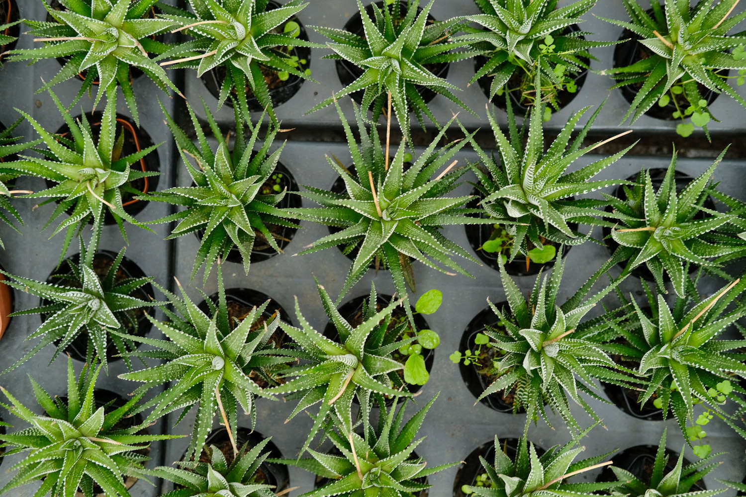 條紋十二卷 怎麼判斷條紋十二卷爛根了