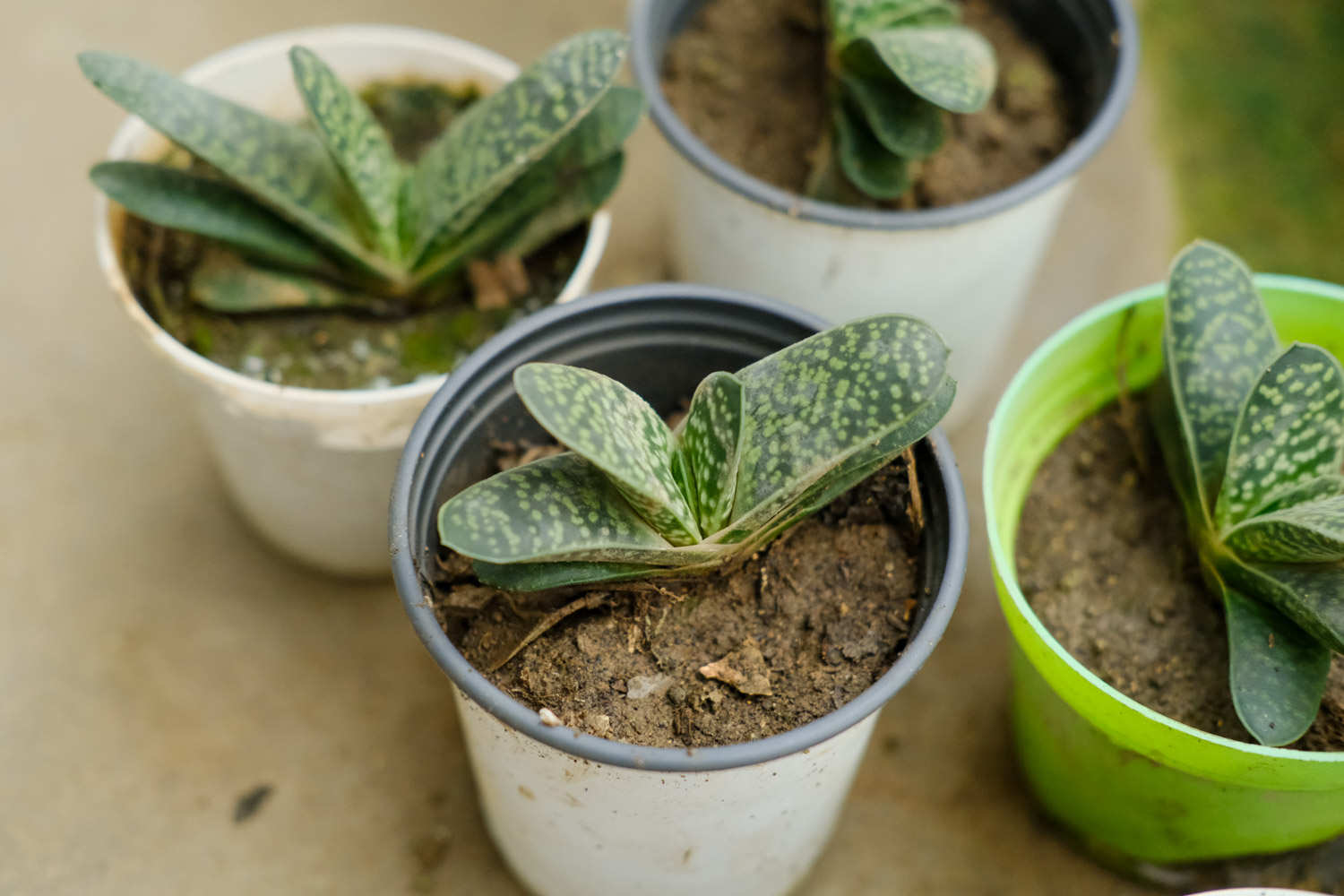 子寶 子寶爛根怎麼解決,怎麼處理