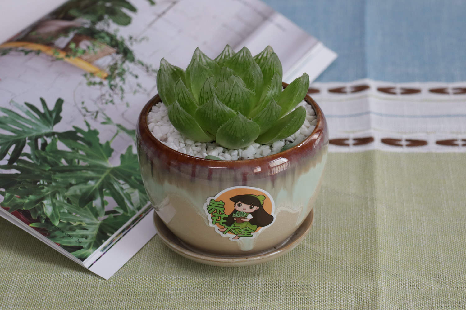 玉露 玉露爛根怎麼解決,怎麼處理
