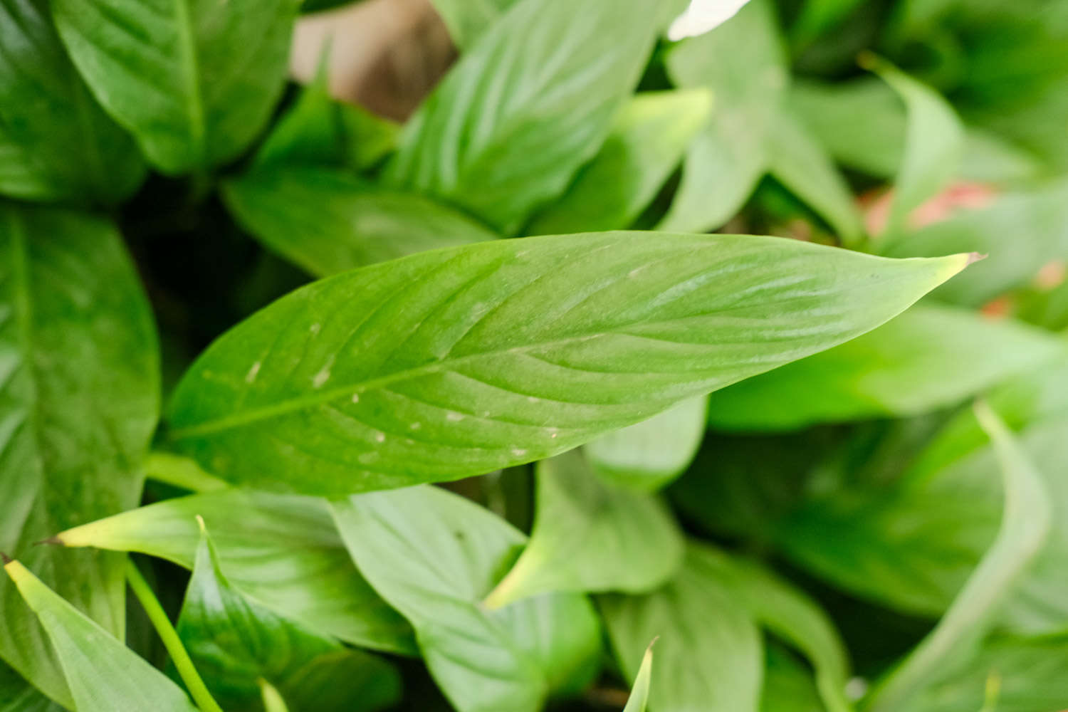 白掌爛根怎麼解決，怎麼處理