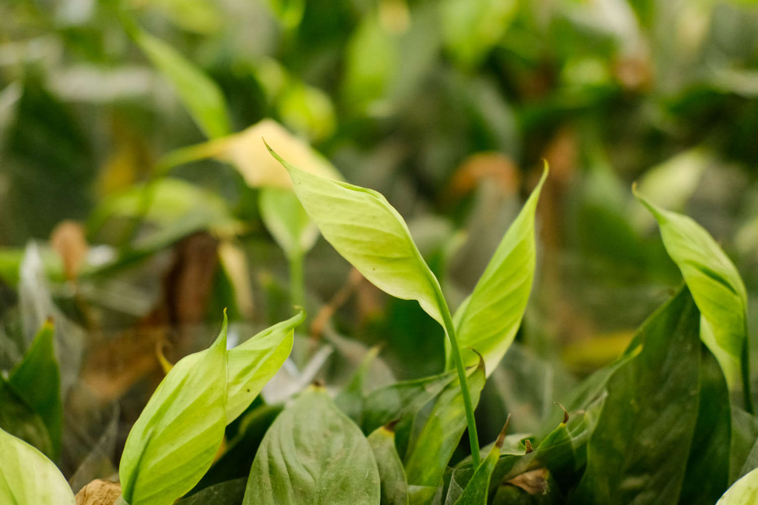 白掌爛根怎麼解決，怎麼處理