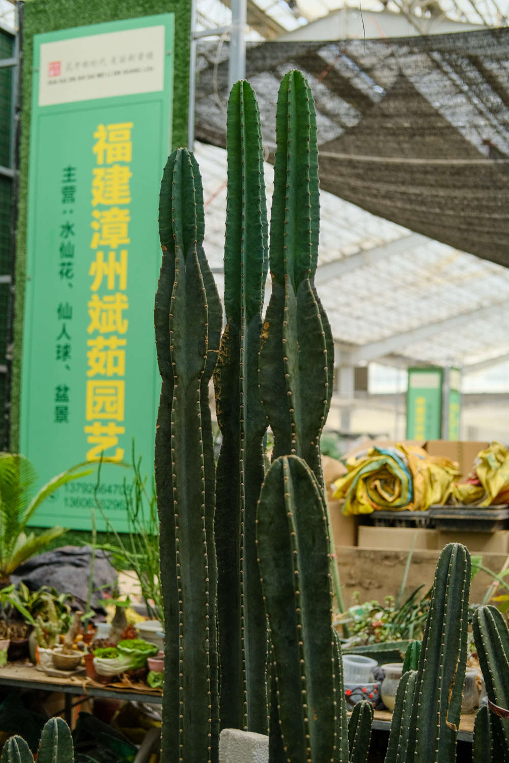 量天尺 量天尺爛根怎麼解決,怎麼處理