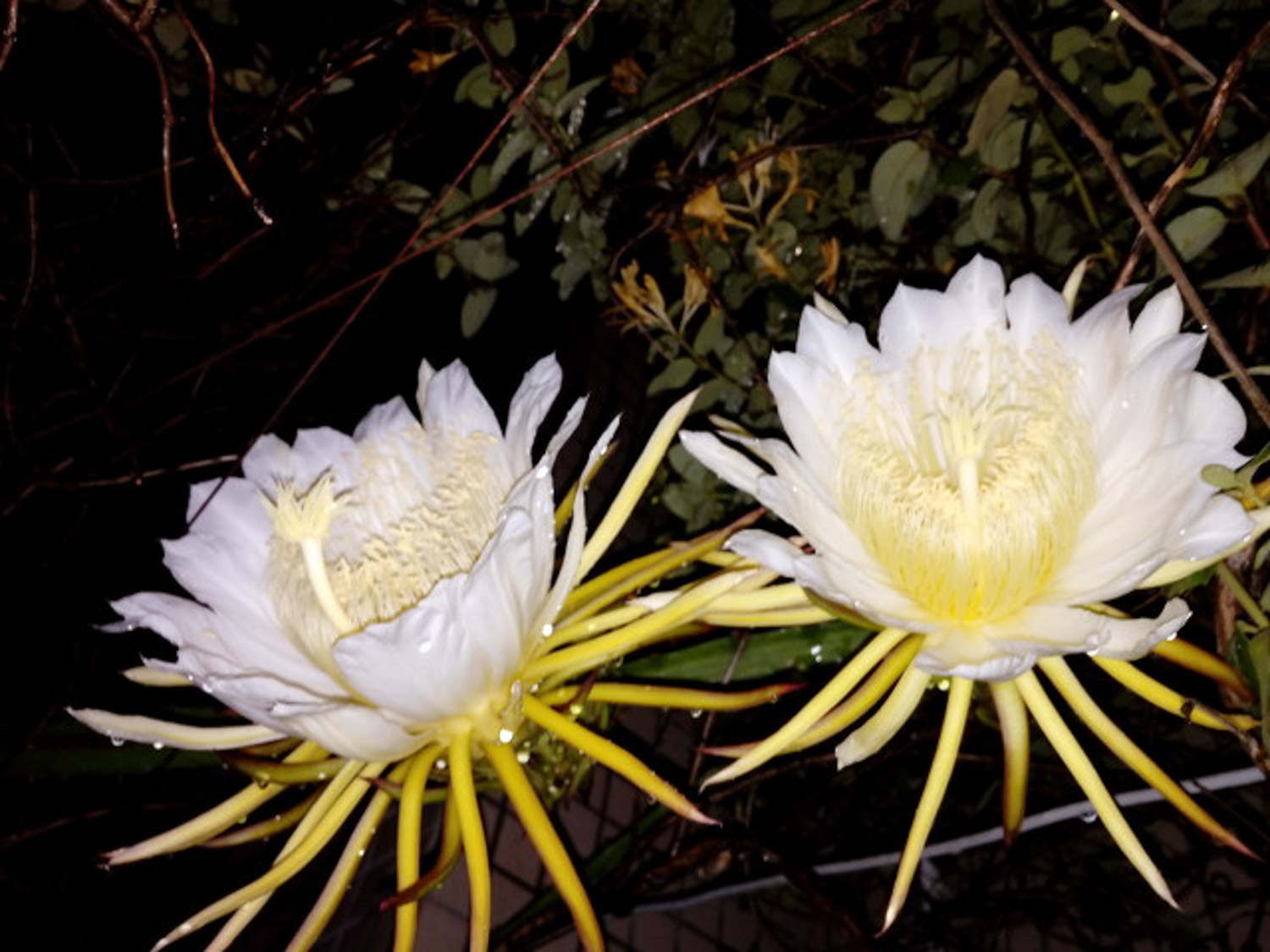 曇花 曇花爛根怎麼處理