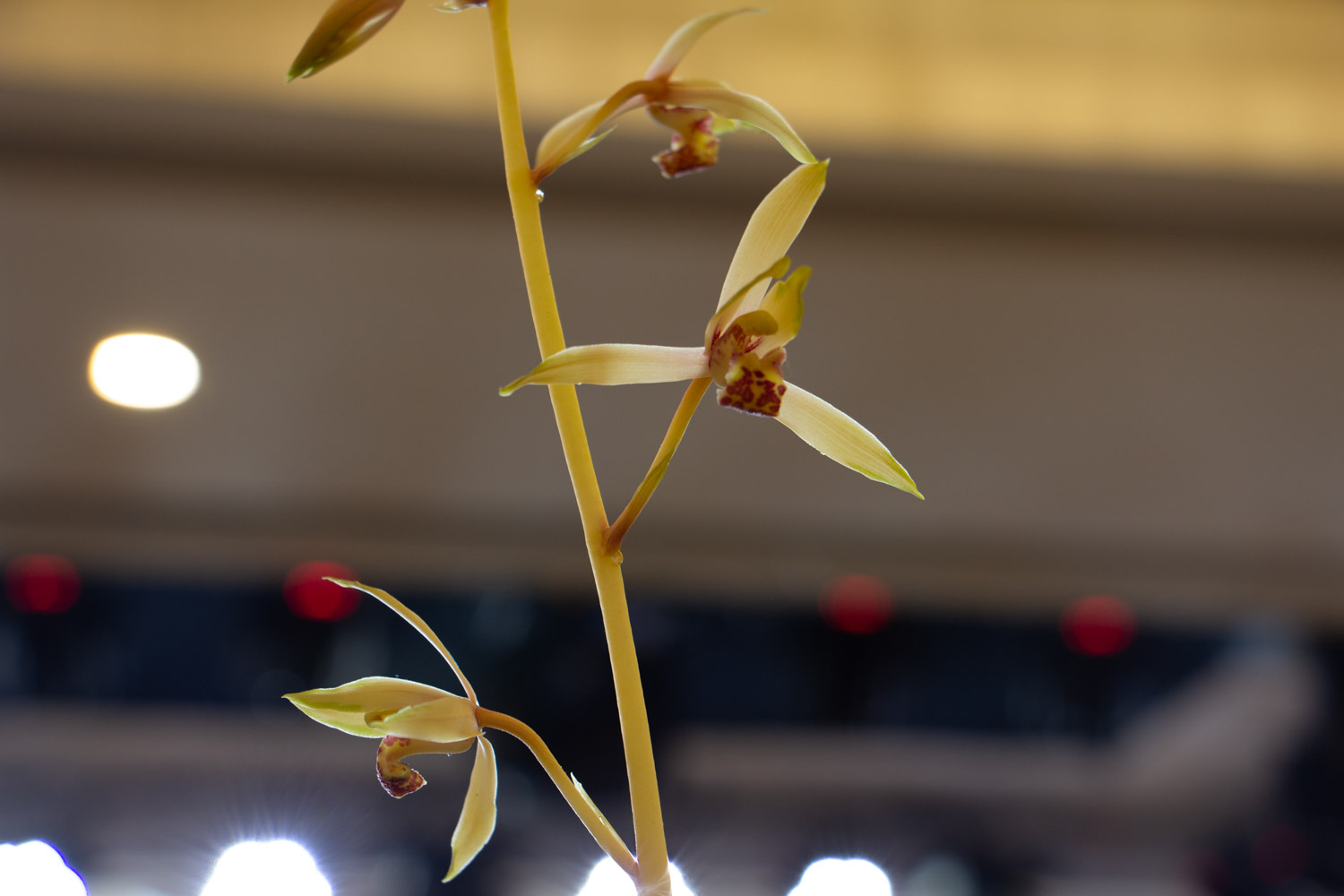 蘭花 蘭花爛根怎麼解決,怎麼處理