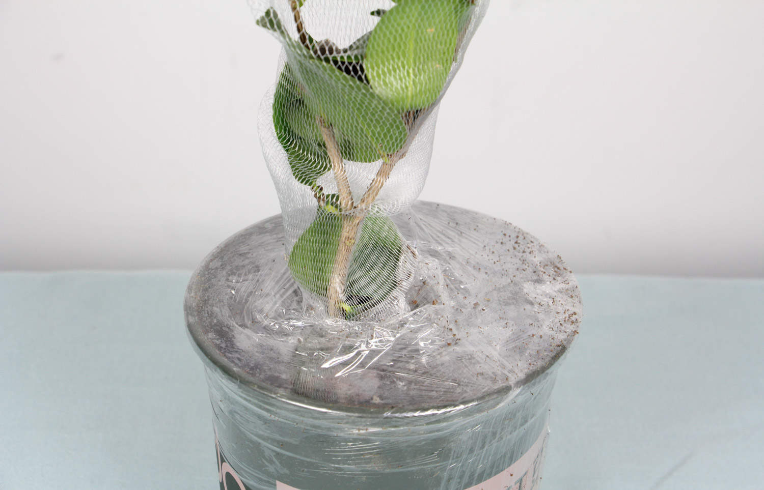 茶花 茶花爛根了怎麼解決,怎麼處理