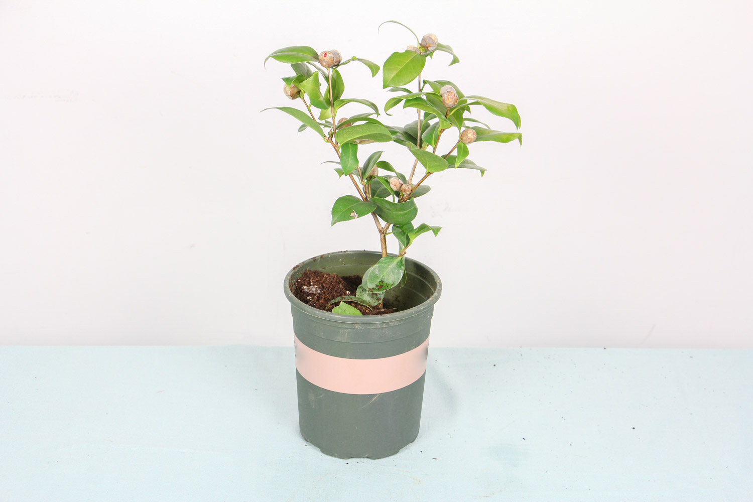 茶花 茶花爛根了怎麼解決,怎麼處理