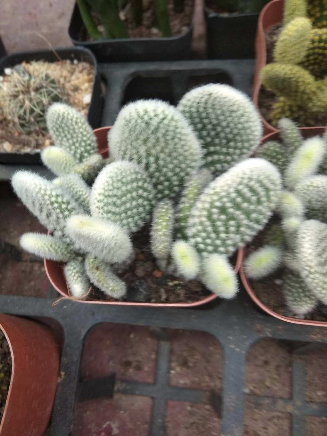 仙人掌爛根爛莖怎麼解決，怎麼處理
