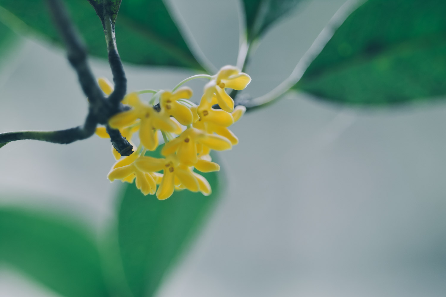 桂花 桂花爛根怎麼解決,怎麼處理