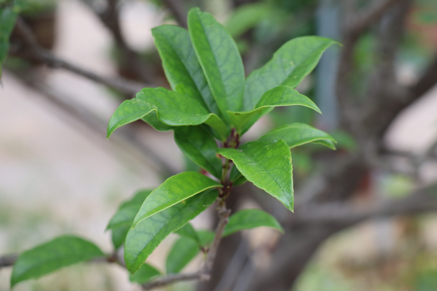 桂花 桂花爛根怎麼解決,怎麼處理