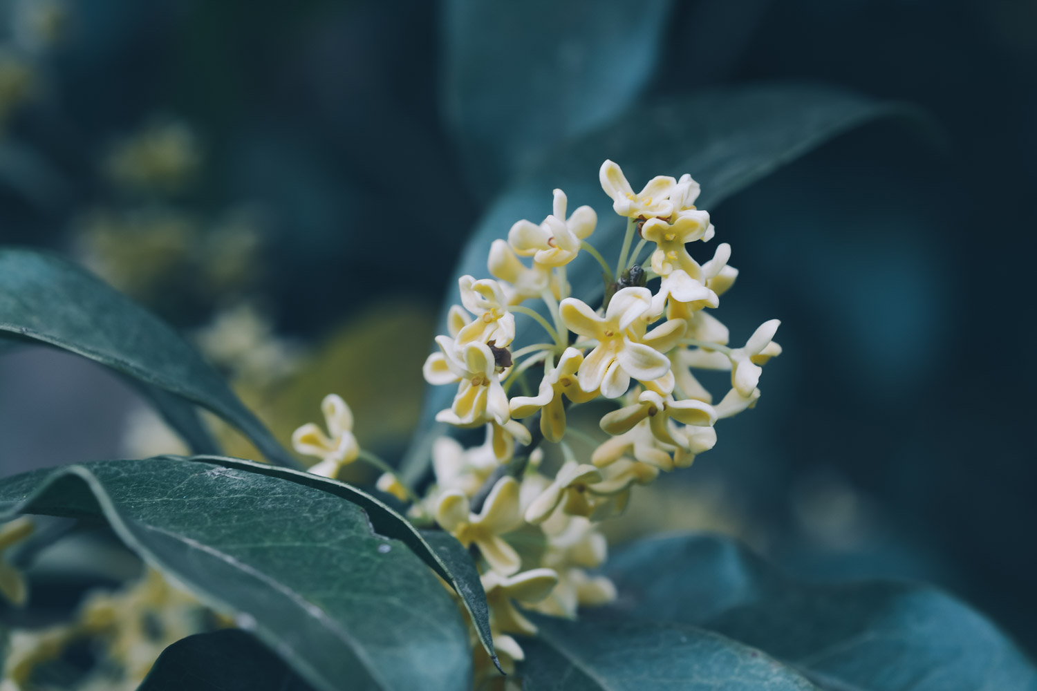 桂花 桂花爛根怎麼解決,怎麼處理