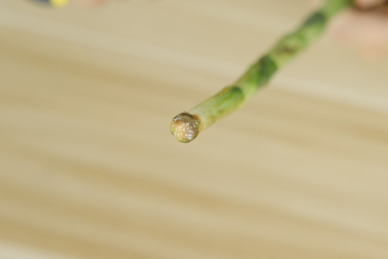 富貴竹 富貴竹水培爛根發黑發臭怎麼解決,怎麼處理