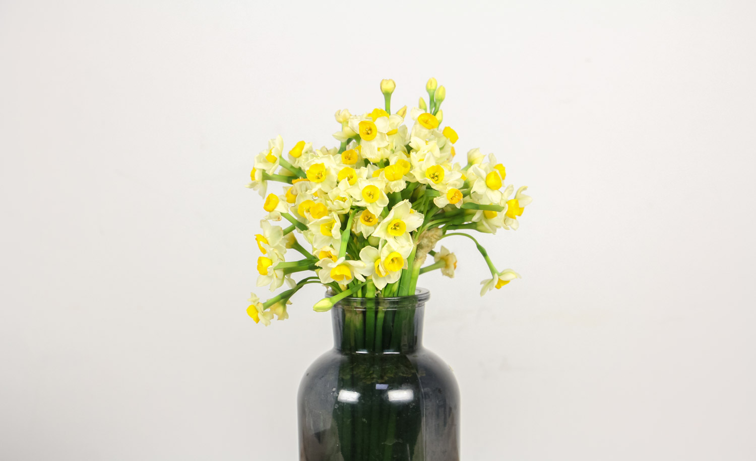 水仙 水仙花爛根怎麼解決,怎麼處理