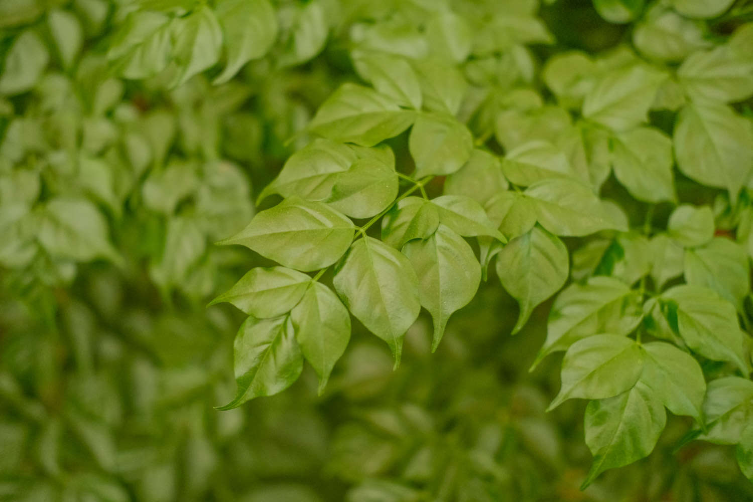 幸福樹 幸福樹爛根怎麼解決,怎麼處理