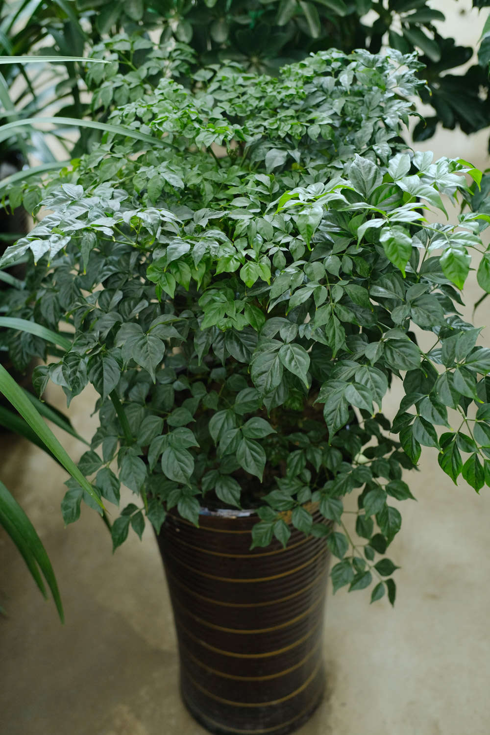 幸福樹 幸福樹爛根怎麼解決,怎麼處理