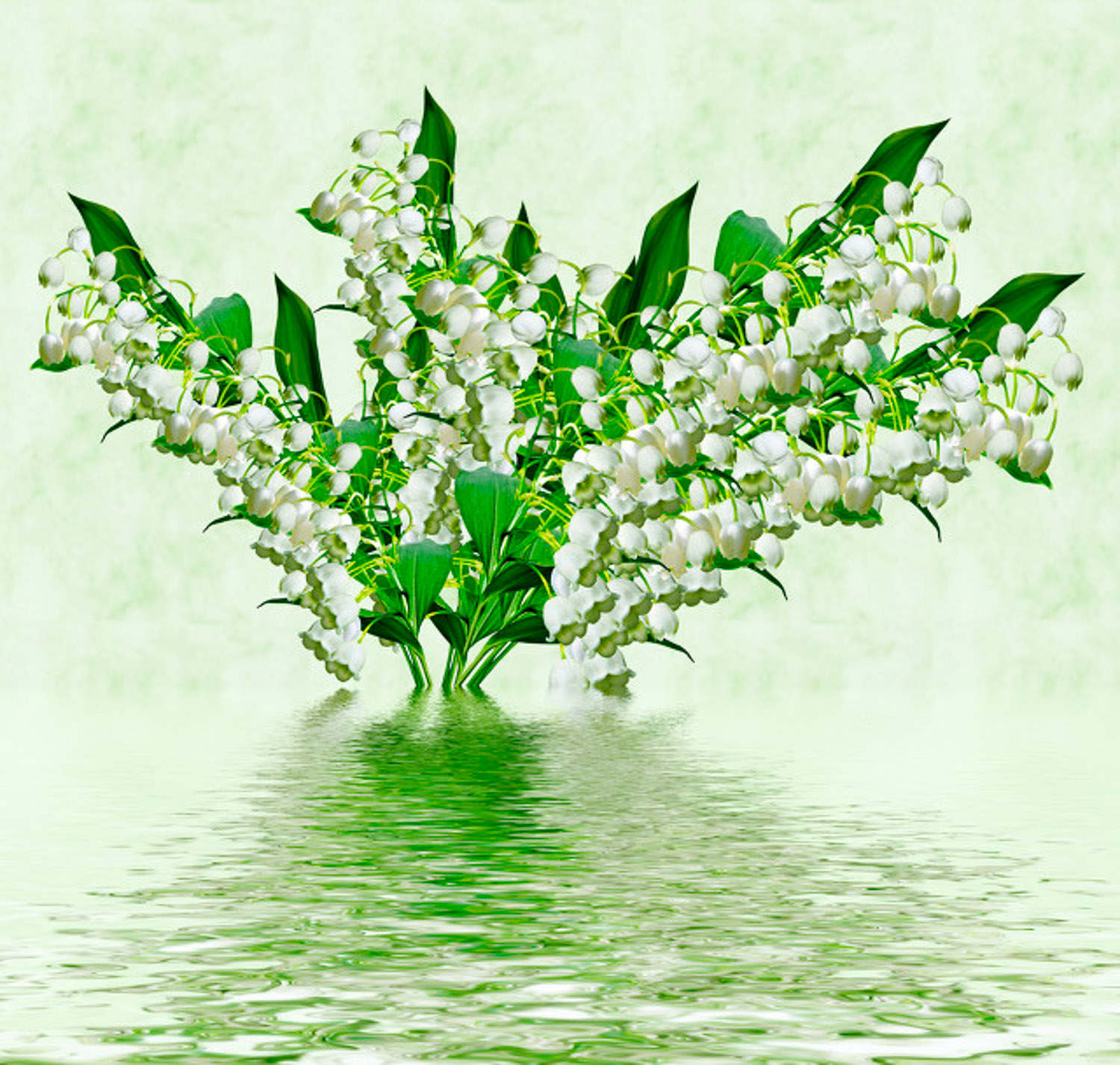 鈴蘭 鈴蘭爛根怎麼解決,怎麼處理