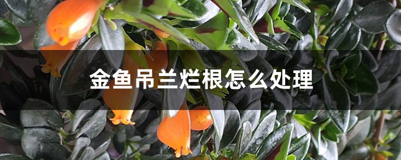 <strong>金魚吊蘭爛根怎麼處理</strong>