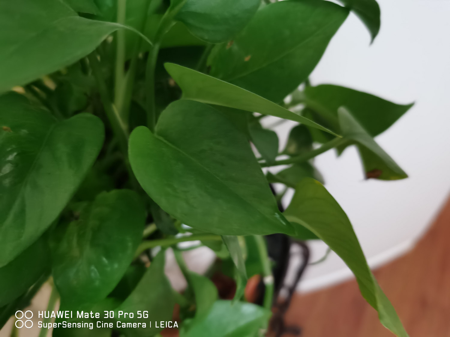 綠蘿 水養綠蘿為什麼會爛根,爛根怎麼補救