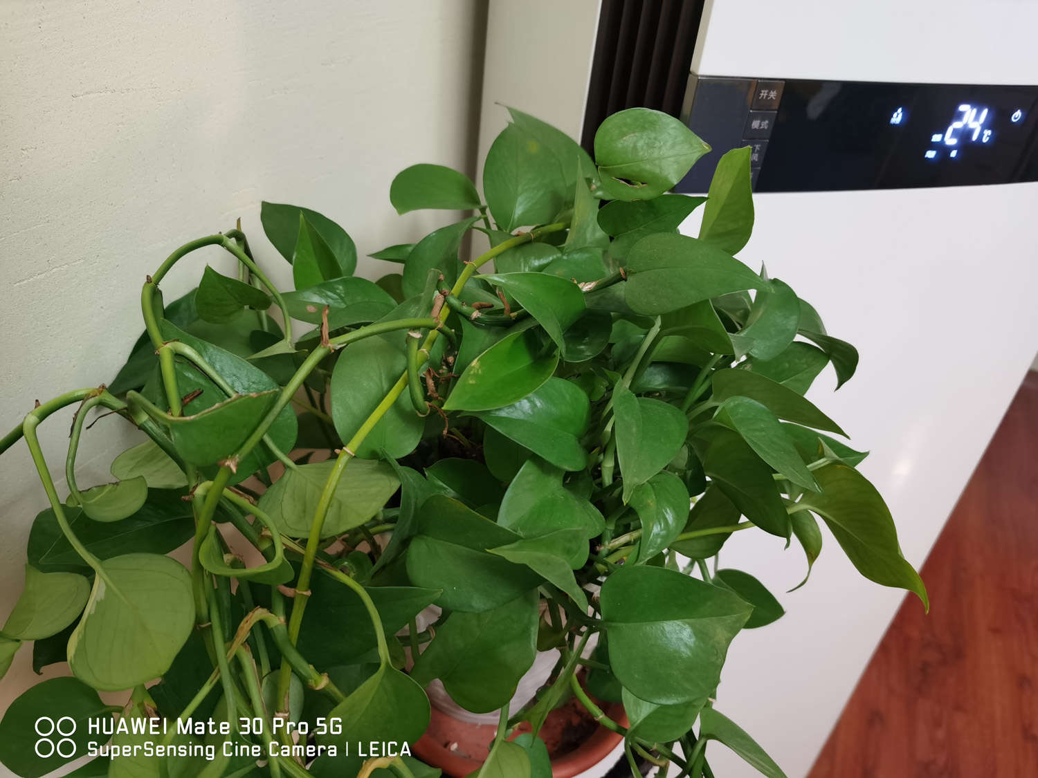 綠蘿 水養綠蘿為什麼會爛根,爛根怎麼補救