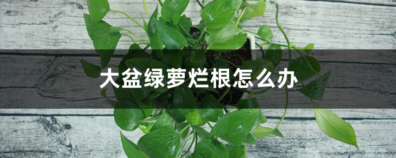 <strong>大盆綠蘿爛根怎麼解決，怎麼處理，爛根上盆後要澆水嗎</strong>