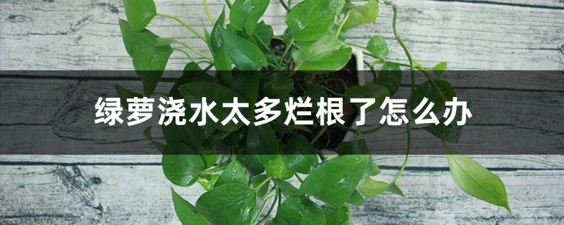 <strong>綠蘿澆水太多爛根了怎麼解決，怎麼處理，爛根有什麼表現</strong>